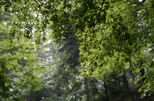 _MG_9234.JPG